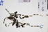  (Heliotropium indicum - GBA-DWQJM229)  @11 [ ] by-nc-sa  Xue-Jun Ge Herbarium of South China Botanical Garden