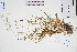  (Digitaria sanguinalis - GBA-DWQJM235)  @11 [ ] by-nc-sa  Xue-Jun Ge Herbarium of South China Botanical Garden