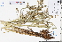  ( - GBA-DWQJM240)  @11 [ ] by-nc-sa  Xue-Jun Ge Herbarium of South China Botanical Garden
