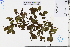  ( - GBA-DWQJM245)  @11 [ ] by-nc-sa  Xue-Jun Ge Herbarium of South China Botanical Garden