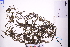  (Potamogeton octandrus - GBA-DWQJM246)  @11 [ ] by-nc-sa  Xue-Jun Ge Herbarium of South China Botanical Garden