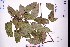 (Malaisia - GBA-DWQJM247)  @11 [ ] by-nc-sa  Xue-Jun Ge Herbarium of South China Botanical Garden