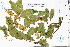  ( - GBA-DWQJM248)  @11 [ ] by-nc-sa  Xue-Jun Ge Herbarium of South China Botanical Garden