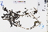  ( - GBA-DWQJM251)  @11 [ ] by-nc-sa  Xue-Jun Ge Herbarium of South China Botanical Garden