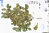  (Murraya exotica - GBA-DWQJM252)  @11 [ ] by-nc-sa  Xue-Jun Ge Herbarium of South China Botanical Garden