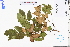  ( - GBA-DWQJM257)  @11 [ ] by-nc-sa  Xue-Jun Ge Herbarium of South China Botanical Garden