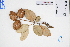  ( - GBA-DWQJM259)  @11 [ ] by-nc-sa  Xue-Jun Ge Herbarium of South China Botanical Garden
