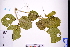  (Canavalia cathartica - GBA-DWQJM261)  @11 [ ] by-nc-sa  Xue-Jun Ge Herbarium of South China Botanical Garden