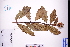  (Acanthus ilicifolius - GBA-DWQJM262)  @11 [ ] by-nc-sa  Xue-Jun Ge Herbarium of South China Botanical Garden