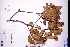  ( - GBA-DWQJM265)  @11 [ ] by-nc-sa  Xue-Jun Ge Herbarium of South China Botanical Garden