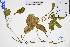  (Ipomoea pes-caprae - GBA-DWQJM267)  @11 [ ] by-nc-sa  Xue-Jun Ge Herbarium of South China Botanical Garden