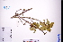 ( - GBA-DWQJM268)  @11 [ ] by-nc-sa  Xue-Jun Ge Herbarium of South China Botanical Garden