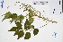  ( - GBA-DWQJM270)  @11 [ ] by-nc-sa  Xue-Jun Ge Herbarium of South China Botanical Garden