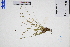 ( - GBA-DWQJM279)  @11 [ ] by-nc-sa  Xue-Jun Ge Herbarium of South China Botanical Garden