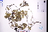  (Gynochthodes parvifolia - GBA-DWQJM283)  @11 [ ] by-nc-sa  Xue-Jun Ge Herbarium of South China Botanical Garden