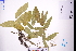  (Uraria crinita - GBA-DWQJM284)  @11 [ ] by-nc-sa  Xue-Jun Ge Herbarium of South China Botanical Garden
