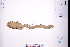  (Zingiber zerumbet - GBA-DWQJM289)  @11 [ ] by-nc-sa  Xue-Jun Ge Herbarium of South China Botanical Garden