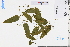  ( - GBA-DWQJM297)  @11 [ ] by-nc-sa  Xue-Jun Ge Herbarium of South China Botanical Garden
