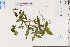  (Hedyotis auricularia - GBA-DWQJM299)  @11 [ ] by-nc-sa  Xue-Jun Ge Herbarium of South China Botanical Garden