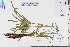  ( - GBA-DWQJM310)  @11 [ ] by-nc-sa  Xue-Jun Ge Herbarium of South China Botanical Garden