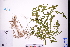  ( - GBA-DWQJM312)  @11 [ ] by-nc-sa  Xue-Jun Ge Herbarium of South China Botanical Garden