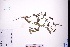  ( - GBA-DWQJM313)  @11 [ ] by-nc-sa  Xue-Jun Ge Herbarium of South China Botanical Garden