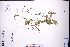  ( - GBA-DWQJM317)  @11 [ ] by-nc-sa  Xue-Jun Ge Herbarium of South China Botanical Garden