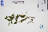  (Torenia - GBA-DWQJM318)  @11 [ ] by-nc-sa  Xue-Jun Ge Herbarium of South China Botanical Garden