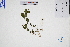  ( - GBA-DWQJM319)  @11 [ ] by-nc-sa  Xue-Jun Ge Herbarium of South China Botanical Garden