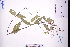  (Hedyotis effusa - GBA-DWQJM331)  @11 [ ] by-nc-sa  Xue-Jun Ge Herbarium of South China Botanical Garden