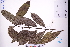  ( - GBA-DWQJM334)  @11 [ ] by-nc-sa  Xue-Jun Ge Herbarium of South China Botanical Garden