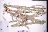  ( - GBA-DWQJM337)  @11 [ ] by-nc-sa  Xue-Jun Ge Herbarium of South China Botanical Garden
