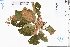 (Oreocharis - GBA-DWQJM347)  @11 [ ] by-nc-sa  Xue-Jun Ge Herbarium of South China Botanical Garden