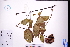  ( - GBA-DWQJM351)  @11 [ ] by-nc-sa  Xue-Jun Ge Herbarium of South China Botanical Garden