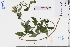  ( - GBA-DWQJM363)  @11 [ ] by-nc-sa  Xue-Jun Ge Herbarium of South China Botanical Garden