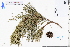  ( - GBA-DWQJM370)  @11 [ ] by-nc-sa  Xue-Jun Ge Herbarium of South China Botanical Garden