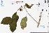  (Uncaria macrophylla - GBA-DWQJM376)  @11 [ ] by-nc-sa  Xue-Jun Ge Herbarium of South China Botanical Garden