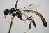  ( - BC ZSM HYM 16156)  @13 [ ] CreativeCommons - Attribution Non-Commercial Share-Alike (2015) Unspecified SNSB, Zoologische Staatssammlung Muenchen