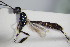  ( - BC ZSM HYM 16157)  @12 [ ] CreativeCommons - Attribution Non-Commercial Share-Alike (2015) Unspecified SNSB, Zoologische Staatssammlung Muenchen