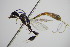  ( - BC ZSM HYM 16171)  @12 [ ] CreativeCommons - Attribution Non-Commercial Share-Alike (2015) Unspecified SNSB, Zoologische Staatssammlung Muenchen