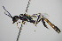  ( - BC ZSM HYM 16173)  @13 [ ] CreativeCommons - Attribution Non-Commercial Share-Alike (2015) Unspecified SNSB, Zoologische Staatssammlung Muenchen