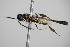  ( - BC ZSM HYM 16175)  @12 [ ] CreativeCommons - Attribution Non-Commercial Share-Alike (2015) Unspecified SNSB, Zoologische Staatssammlung Muenchen