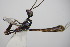  ( - BC ZSM HYM 16192)  @12 [ ] CreativeCommons - Attribution Non-Commercial Share-Alike (2015) Unspecified SNSB, Zoologische Staatssammlung Muenchen