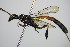  ( - BC ZSM HYM 16208)  @11 [ ] CreativeCommons - Attribution Non-Commercial Share-Alike (2015) Unspecified SNSB, Zoologische Staatssammlung Muenchen