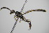  ( - BC ZSM HYM 16212)  @11 [ ] CreativeCommons - Attribution Non-Commercial Share-Alike (2015) Unspecified SNSB, Zoologische Staatssammlung Muenchen