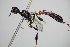  ( - BC ZSM HYM 16213)  @14 [ ] CreativeCommons - Attribution Non-Commercial Share-Alike (2015) Unspecified SNSB, Zoologische Staatssammlung Muenchen