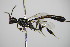  ( - BC ZSM HYM 16214)  @14 [ ] CreativeCommons - Attribution Non-Commercial Share-Alike (2015) Unspecified SNSB, Zoologische Staatssammlung Muenchen