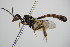  (Gasteruption hastator - BC ZSM HYM 16220)  @13 [ ] CreativeCommons - Attribution Non-Commercial Share-Alike (2015) Unspecified SNSB, Zoologische Staatssammlung Muenchen