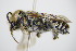  (Megachile opacifrons - BC ZSM HYM 16230)  @13 [ ] CreativeCommons - Attribution Non-Commercial Share-Alike (2015) Unspecified SNSB, Zoologische Staatssammlung Muenchen