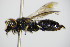  (Hylaeus glacialis - BC ZSM HYM 16231)  @12 [ ] CreativeCommons - Attribution Non-Commercial Share-Alike (2015) Unspecified SNSB, Zoologische Staatssammlung Muenchen